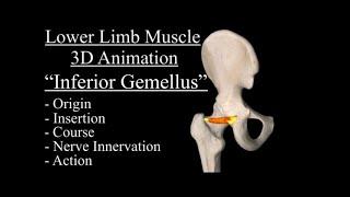 Inferior Gemellus Origin ,insertion, nerve Innervation, Course, Action/Function. Gemellus Inferior