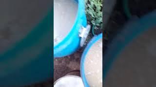 Брага из труханины по камески.