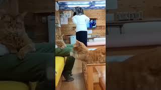 Crazy Cat Antics: Compilation of Hilarious and Laugh-Inducing Kitty Videos