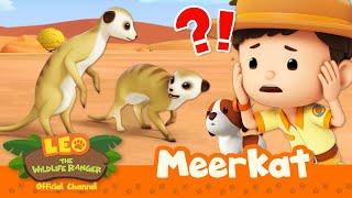 MEERKATS lost their HOME?!  | Leo the Wildlife Ranger | Kids Cartoons