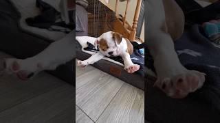 Can I get a bulldog edit  #puppy #shorts #pets #cute