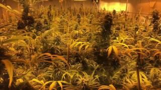 Session 13: DANK keeping kind Meets Watters World with a Seal of APPROVAL!