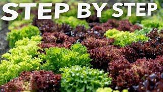 Complete Guide to Summer Lettuce