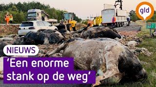 Snelweg bezaaid met dode dieren