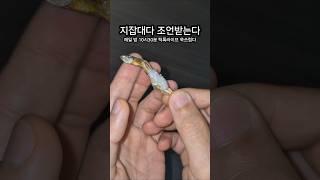 봉골레#지잡대
