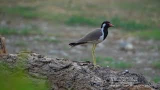 Red Wattled Lapwing Call