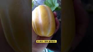 #여우하품 #옥상텃밭 #참외 첫수확~ 꿀맛이야!! #여우하품안주인 #shorts