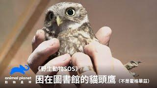 拯救困在圖書館的貓頭鷹，確定不是來送入學通知｜野生動物SOS｜動物星球頻道