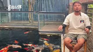 飞哥说鱼