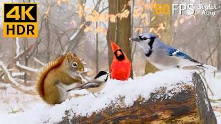 Cat TV Snow  Relax with Winter Birds and Squirrels  Cat Games 4K HDR 60FPS