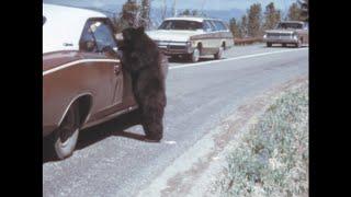 Yellowstone 1972 archive footage