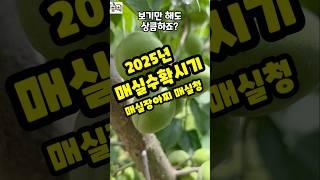 매실수확시기  가을농원 청매실 매실장아찌  매실청 담기 #shorts