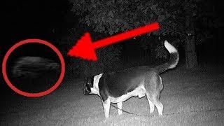 5 Dogs That Saw Something Their Owners Couldn't See : ESP and the Supernatural