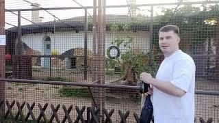 ️Лев Шер-Хан показывает новому другу как правильно играть. #animals #лев_Шер_Хан
