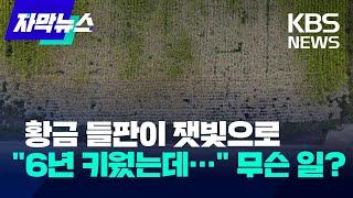 [자막뉴스] 물류 단지 만든다며 드론으로 뿌린 제초제, 벼도 나무도 바싹 말라 / KBS 2022.10.11.