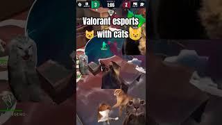 Valorant with cats #valorant #esports #cats #shorts #noc