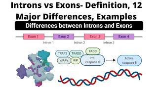 Introns vs Exons  Definition, 12 Major Differences, Examples