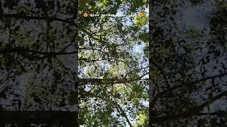 Slow motion tree leaf  