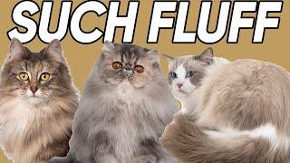 The Five FLUFFIEST Cat Breeds