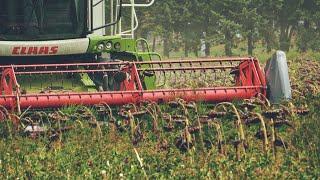 Claas Lexion vs Tournesols