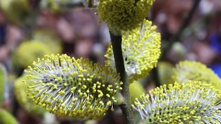 #TimelapseTuesday: The Flowering Willow