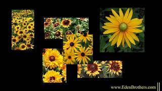 Planting and Growing Black Eyed Susans