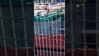 5/10/2024 VIEW FROM BUS - Broadway Subway Project: Mount Pleasant Station, Vancouver, BC #shorts