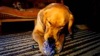 Golden Retriever Has Recycling Job