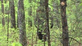 Bigfoot Footage