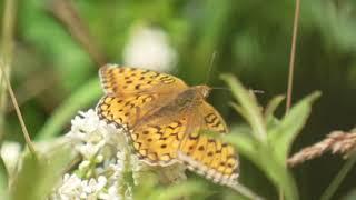 Amsterdamse Waterleidingduinen Exclosures deel 3 2021