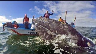 Gray Whales Adventure Winter Trip
