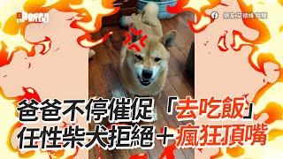 爸爸不停催促去吃飯　任性柴犬拒絕+瘋狂頂嘴│寵物│狗狗│柴犬｜しばいぬ│Pet│Shiba