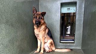 Shelter dog heartbroken after family rejects him over looks