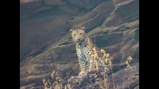 Leopard near Garadia Mahadev Kota