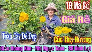 13/11 vườn giao lưu 19 mã số mai chơi Tết giá rẻ với nhiều giốnghoàng kim,bình lợi …LH: 0971706204