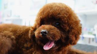 The WORLD'S SMALLEST POODLE ! Miniature Teacup Poodle *smaller than a Toy* I Grooming and Hairstyle