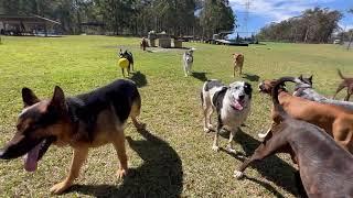 Come along on a ride ️ with the doggies as they play and run around the paddock!!