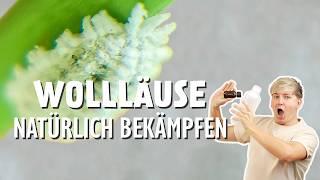 Die NATÜRLICHE Geheimwaffe gegen Wollläuse  (Schmierläuse)