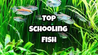 Top 10 Medium Sized Schooling Fish You Should Know 