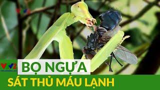 Bọ ngựa - Sát thủ vô hình, loài côn trùng bí ẩn |Thế giới động vật |VTV2