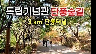 힐링의 명품 단풍나무숲길 | 독립기념관을 품고있는 흑성산 산행 (2024.11.6 현황)