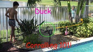 A trapped Duck stalked by Pit Bulls saved by Boy & Mom!