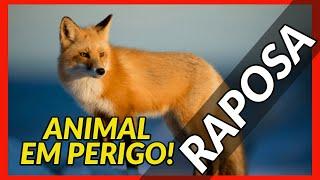 RAPOSA - Animal em perigo! espécie em RISCO DE EXTINÇÃO! - fatos e curiosidades