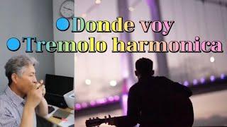 Donde voy - 트레몰로 하모니카 Am, C #양성호하모니카