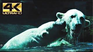 🟢 Two Polar Bears Playing in The Water on a Hot Day!