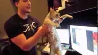 FUNNY CATS 2014