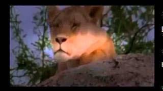 Lion Documentary National Geographic SERIAL KILLERS Lion vs Buffalo vesves Much More!