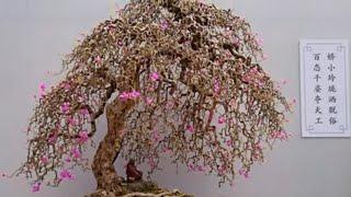 1000 beautiful bonsai trees in the world part 12