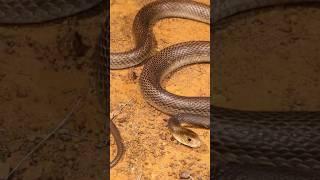 enland taipan snake in world #snake #shorts #factsinhindi #animals