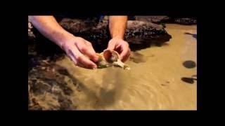 Channeled Whelks